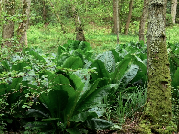 Bois des Moutiers (136) Mai 2012